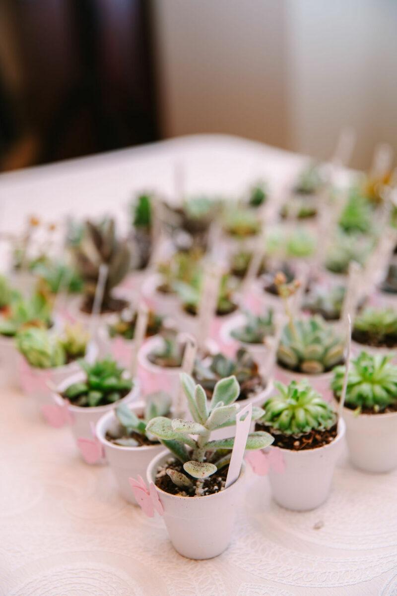 Succulents on a thank you gift table at a wedding. 